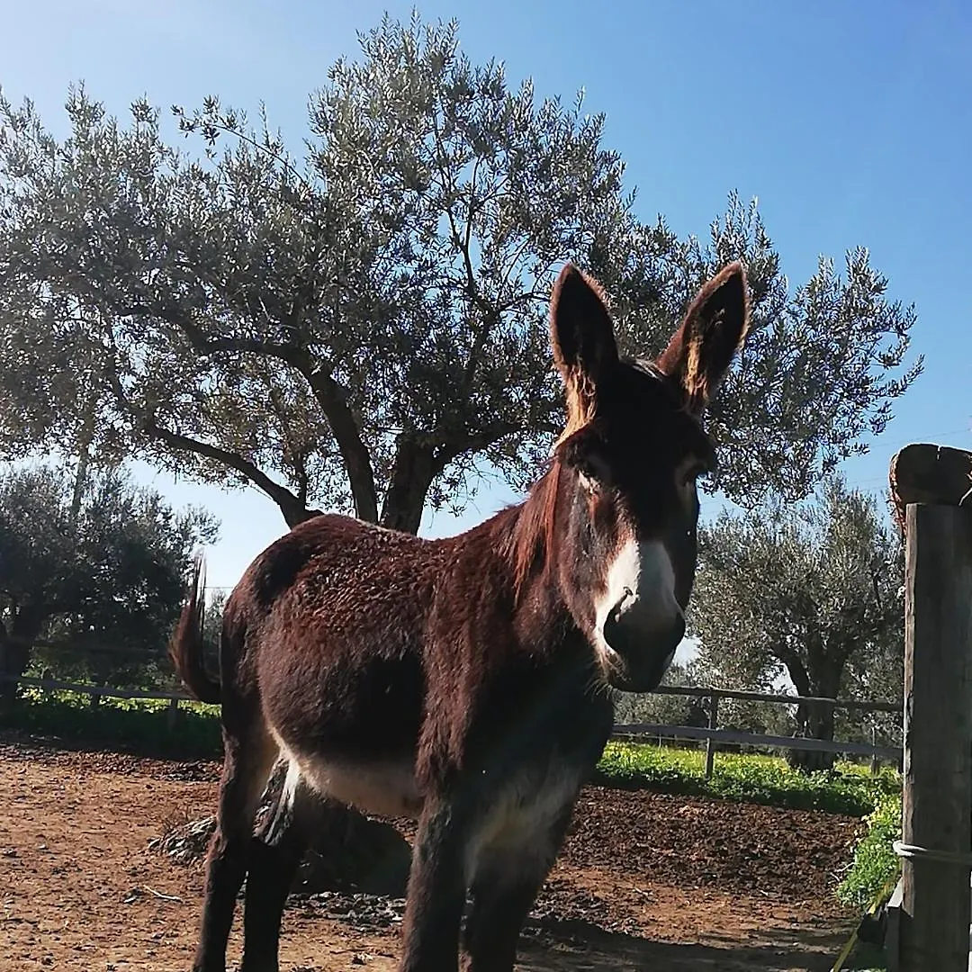 Terre Di Senia Villa Chiaramonte Gulfi Farm stay